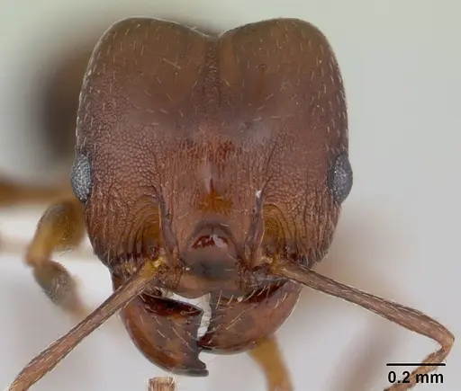 Pheidole cyrtostela specimen