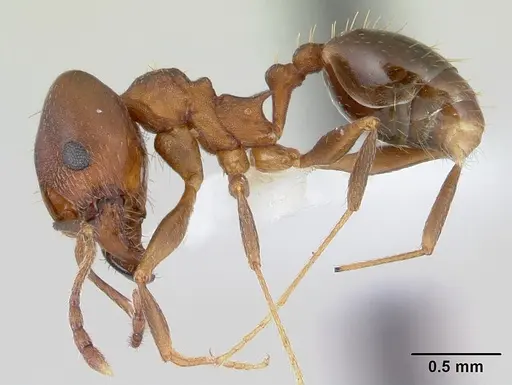 Pheidole cyrtostela specimen