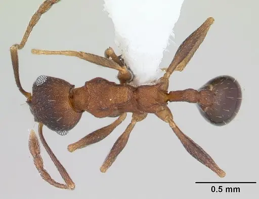 Pheidole cyrtostela - CASENT0178015