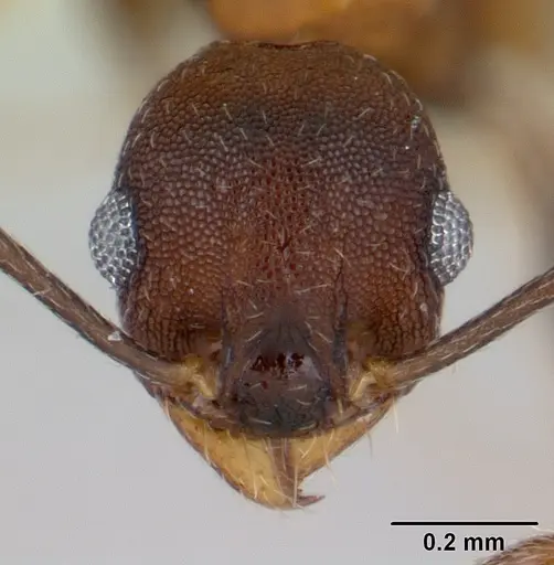 Pheidole cyrtostela - CASENT0178015