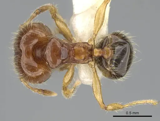 Pheidole dammermani specimen