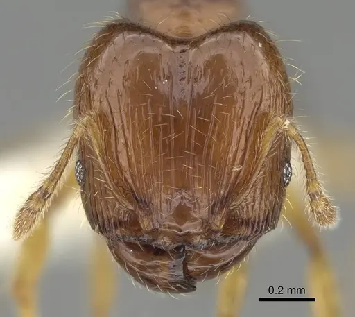 Pheidole dammermani specimen