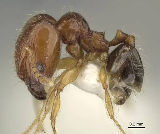 Pheidole dammermani specimen
