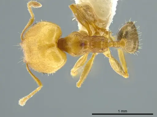 Pheidole daphne specimen