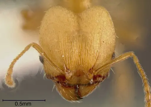 Pheidole daphne specimen