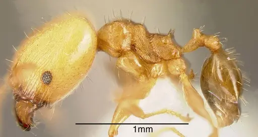 Pheidole daphne specimen