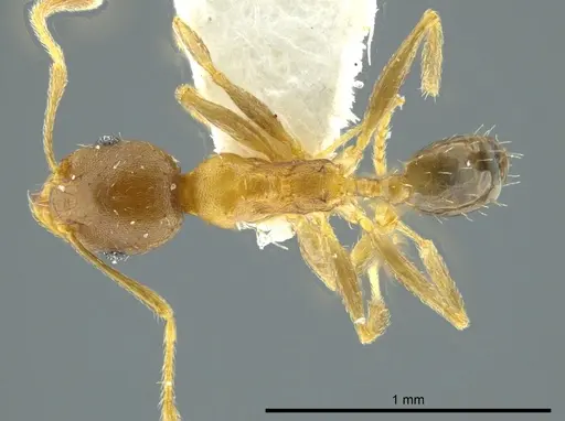 Pheidole daphne - INBIOCRI001231279