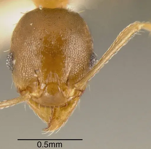 Pheidole daphne - INBIOCRI001231279