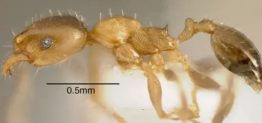 Pheidole daphne - INBIOCRI001231279