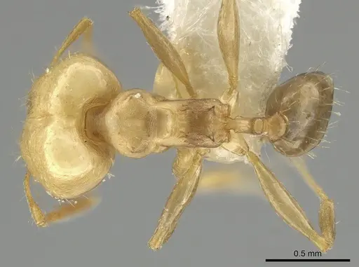 Pheidole daphne - INBIOCRI001265864
