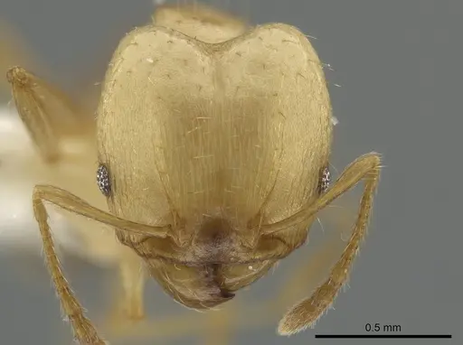 Pheidole daphne - INBIOCRI001265864