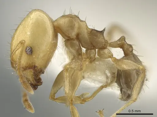 Pheidole daphne - INBIOCRI001265864