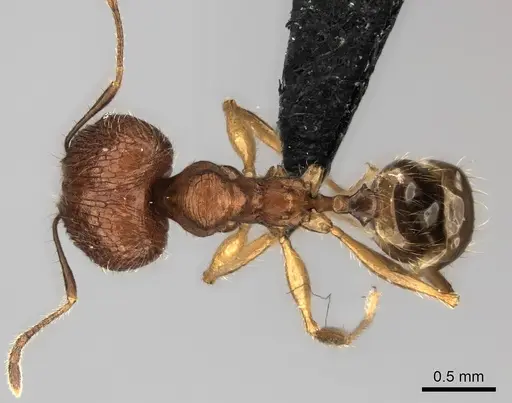 Pheidole dasos specimen