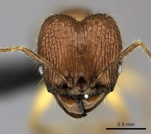 Pheidole dasos specimen