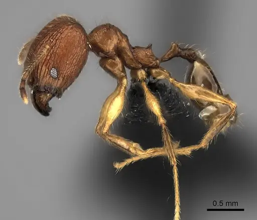 Pheidole dasos specimen