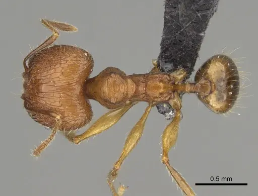 Pheidole dasos - CASENT0212441