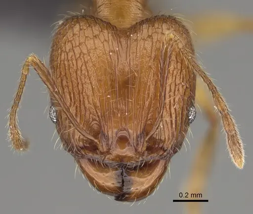 Pheidole dasos - CASENT0212441