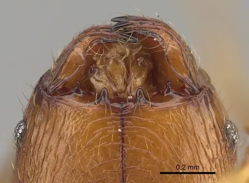 Pheidole dasos - CASENT0212441