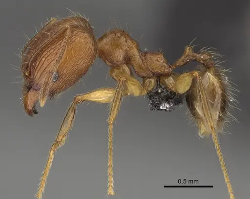 Pheidole dasos - CASENT0212441