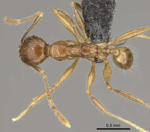 Pheidole dasos - CASENT0923284