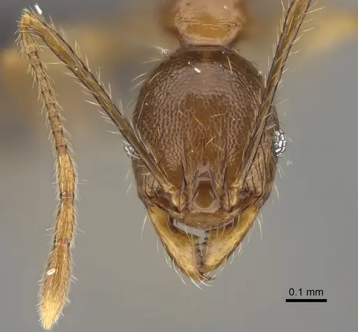 Pheidole dasos - CASENT0923284