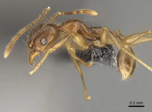 Pheidole dasos - CASENT0923284