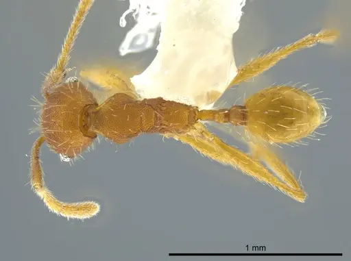 Pheidole dasypyx specimen