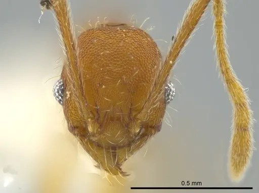Pheidole dasypyx specimen