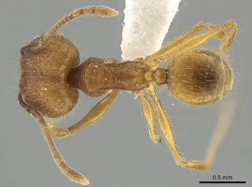 Pheidole dasypyx - CASENT0643569