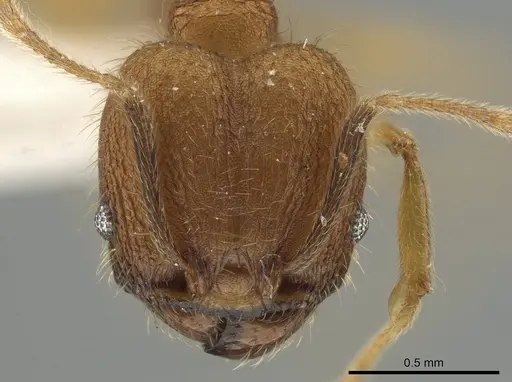 Pheidole dasypyx - CASENT0643569