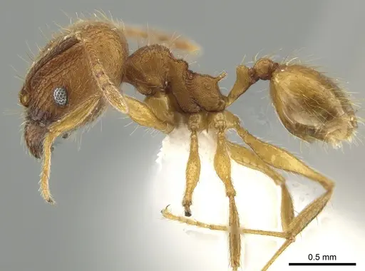 Pheidole dasypyx - CASENT0643569