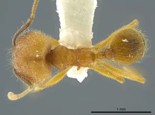 Pheidole dasypyx - JTLC000016358