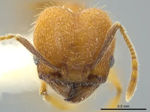 Pheidole dasypyx - JTLC000016358