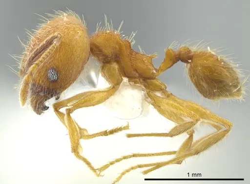 Pheidole dasypyx - JTLC000016358