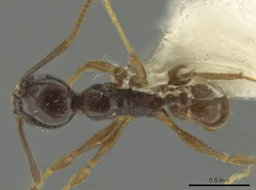 Pheidole davidsonae specimen