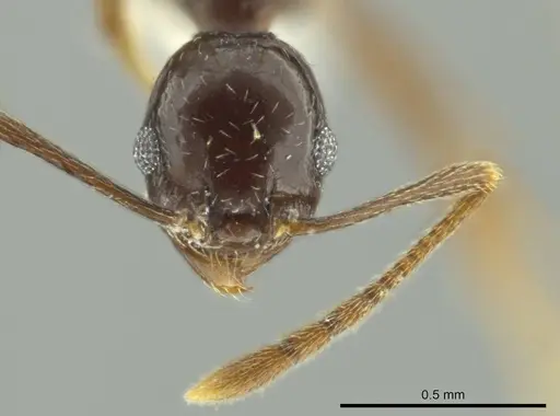 Pheidole davidsonae specimen
