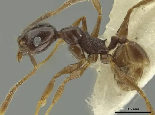 Pheidole davidsonae specimen