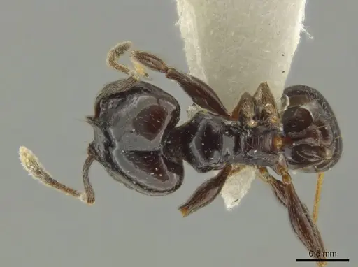 Pheidole davidsonae - JTLC000016359