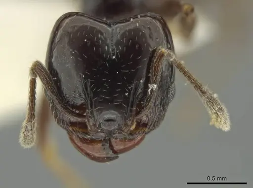 Pheidole davidsonae - JTLC000016359