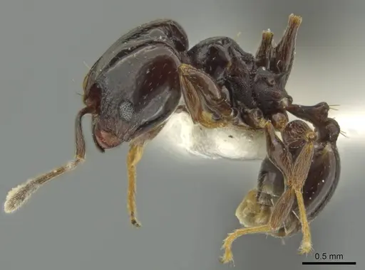 Pheidole davidsonae - JTLC000016359