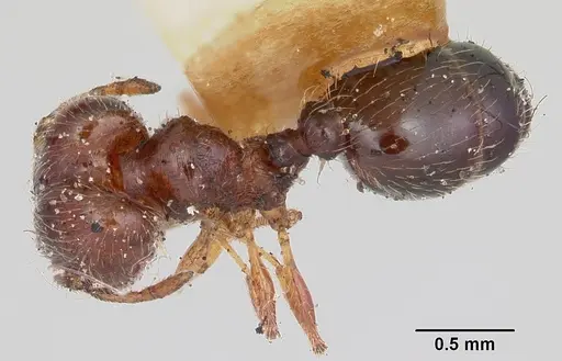 Pheidole davisi specimen
