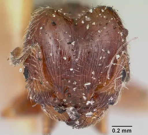 Pheidole davisi specimen