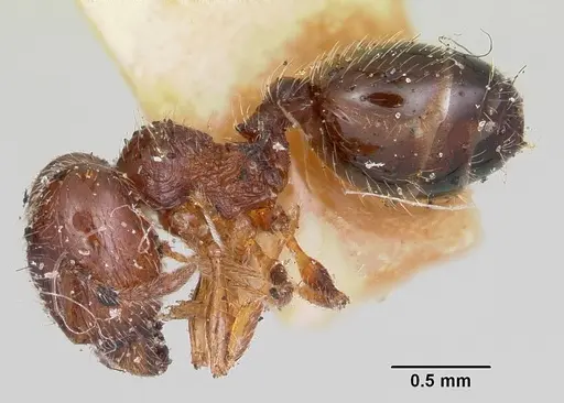 Pheidole davisi specimen