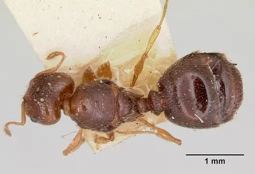 Pheidole davisi - CASENT0103386