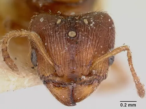 Pheidole davisi - CASENT0103386