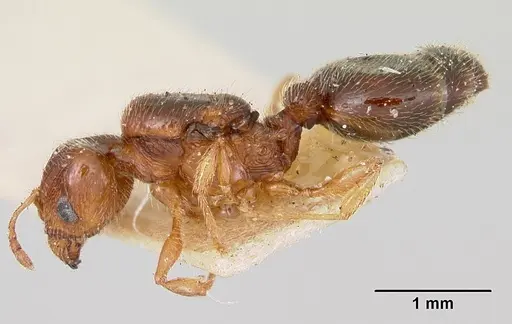 Pheidole davisi - CASENT0103386