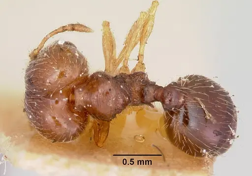 Pheidole davisi - CASENT0103387