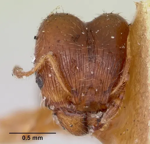 Pheidole davisi - CASENT0103387