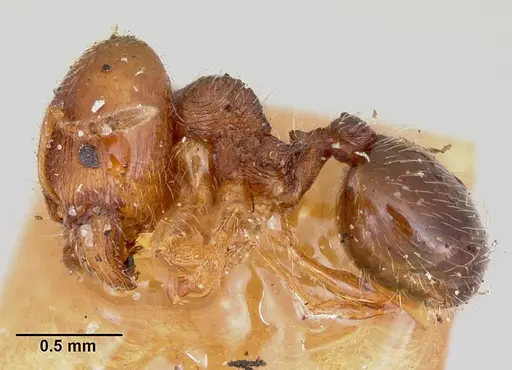 Pheidole davisi - CASENT0103387