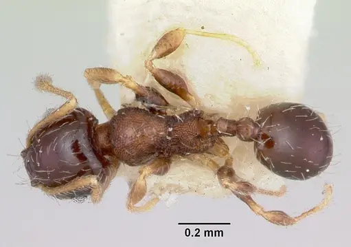 Pheidole davisi - CASENT0103407